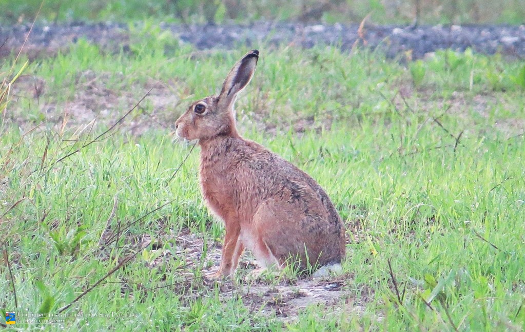 Краснокнижные животные в нашем посёлке 4 Краснокнижные животные в нашем посёлке 4