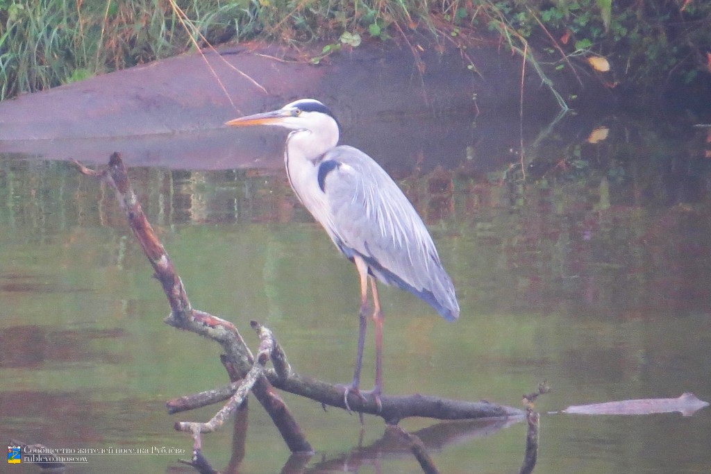 Краснокнижные животные в нашем посёлке 1 Краснокнижные животные в нашем посёлке 1