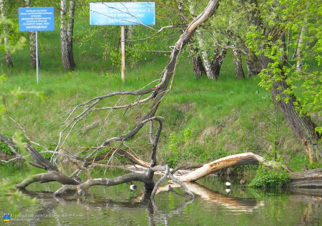 Краснокнижные животные в нашем посёлке 6 Краснокнижные животные в нашем посёлке 6